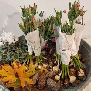 סטודיו טבע ופרח