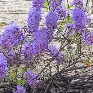 סטודיו טבע ופרח