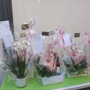 סטודיו טבע ופרח